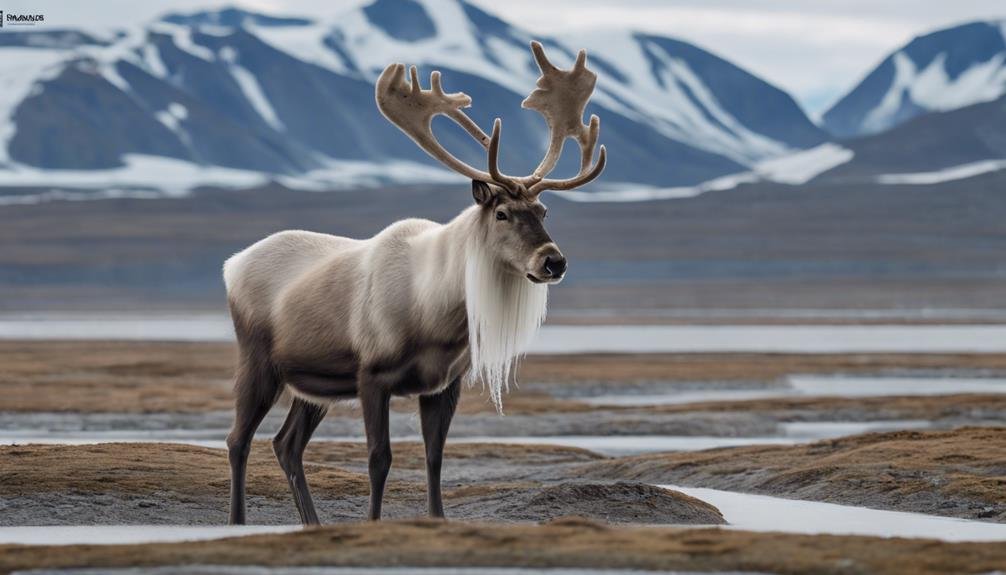 Svalbard Reindeer in the Arctic